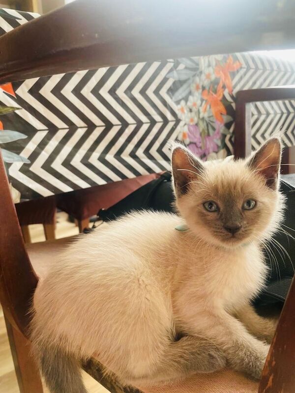 10 beautifilul kittens ️ looking forever homes