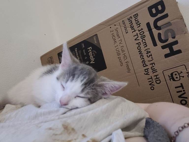 10 week old female kittens