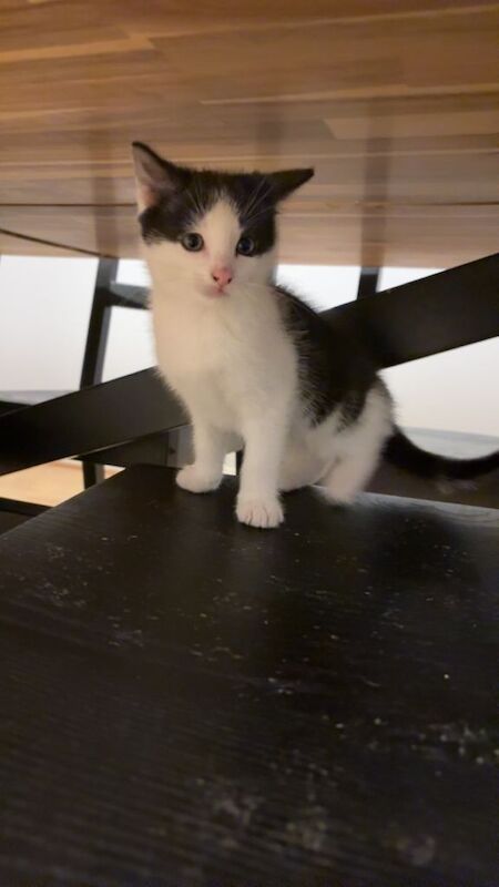 Russian Blue kittens for sale in Rathfriland, County Down – 11 weeks old