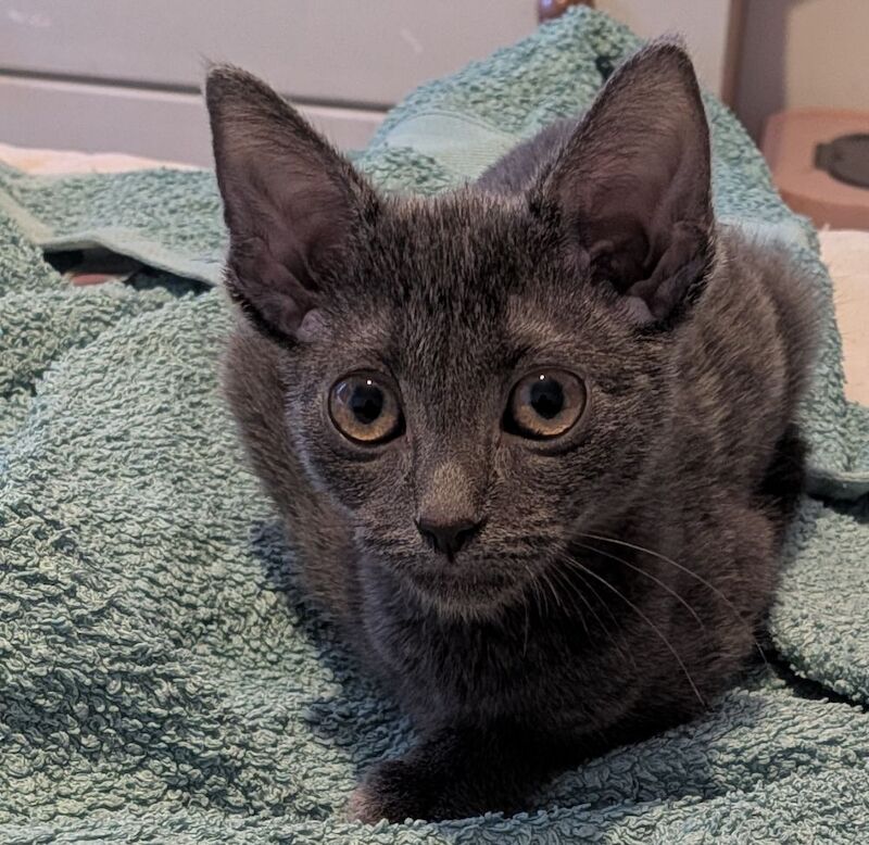 2 female russian blue kittens