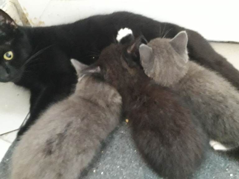 2 kittens