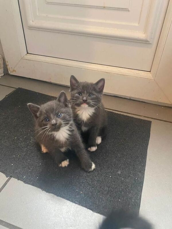 2 kittens - Image 2 of 5