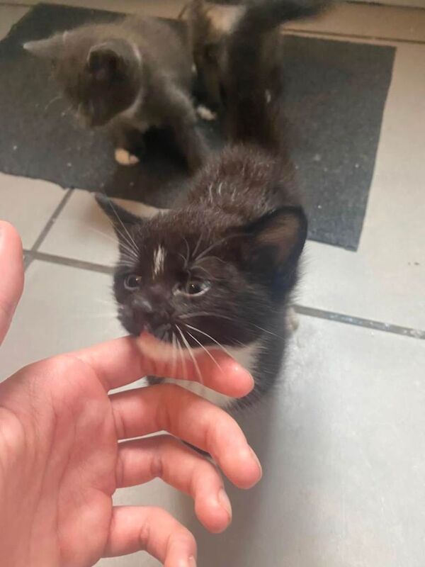 2 kittens - Image 3 of 5