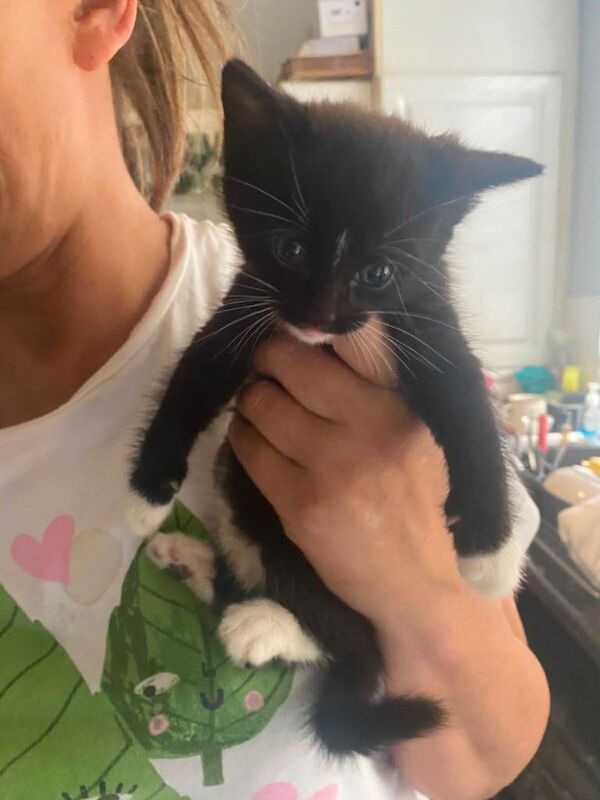 2 kittens - Image 4 of 5