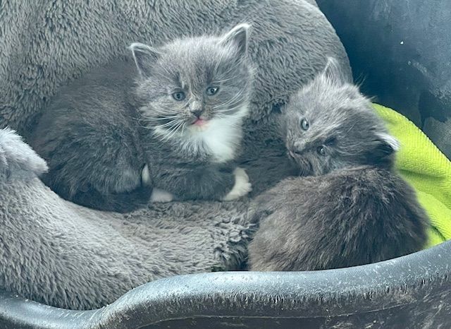 Russian Blue kittens for sale in Congresbury, Somerset – 9 weeks old - Image 2 of 3