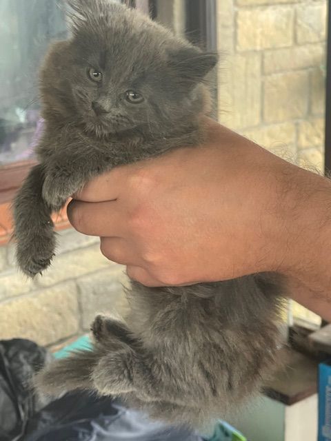 Russian Blue kittens for sale in Congresbury, Somerset – 9 weeks old - Image 3 of 3