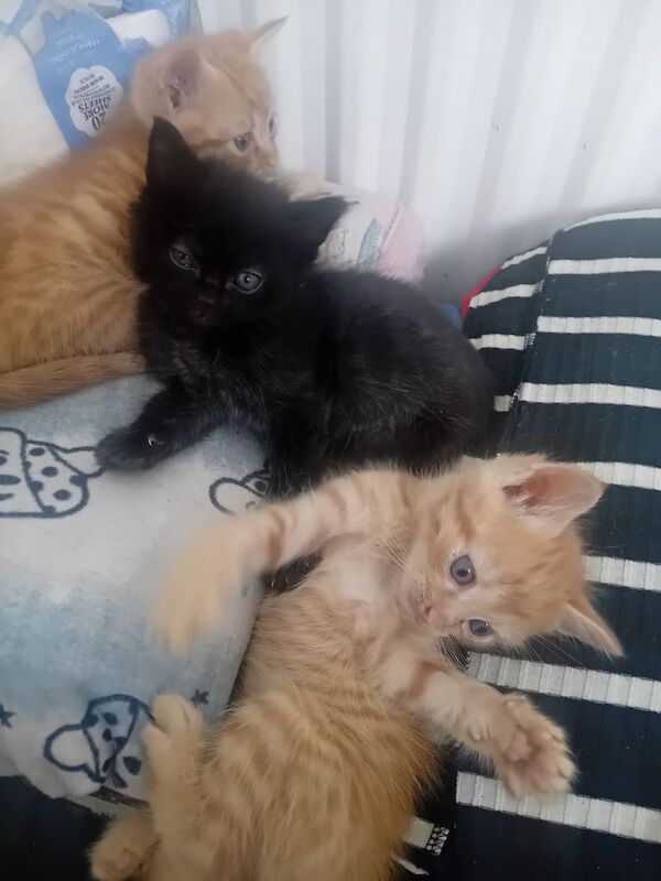 Russian Blue kittens for sale in Plymouth, Devon – 8 weeks old