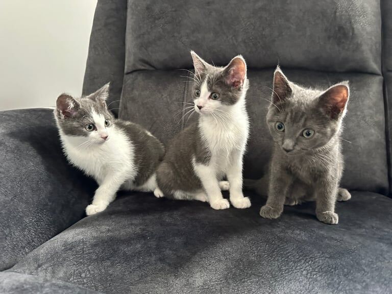 3 kittens for sale in Stoke-on-Trent, Staffordshire