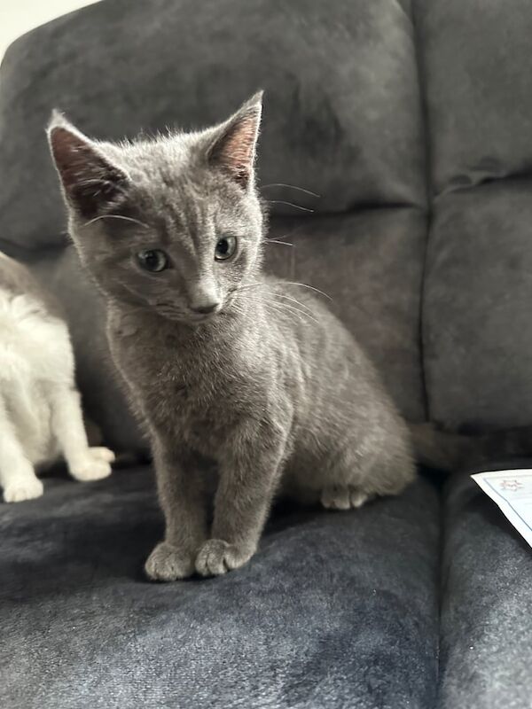 3 kittens for sale in Stoke-on-Trent, Staffordshire - Image 2