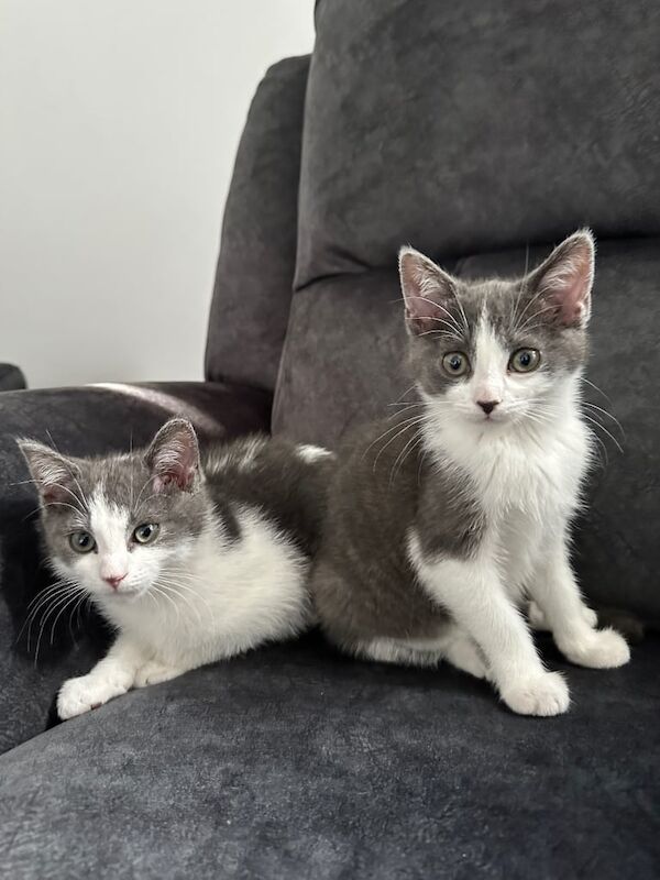 3 kittens for sale in Stoke-on-Trent, Staffordshire - Image 3