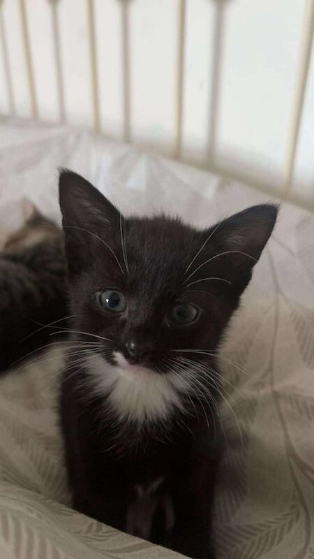 Russian Blue kittens for sale in Hirwaun, Mid Glamorgan – 10 weeks old