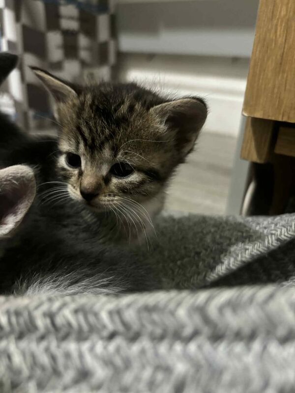 Russian Blue kittens for sale in Hirwaun, Mid Glamorgan – 10 weeks old - Image 2 of 3