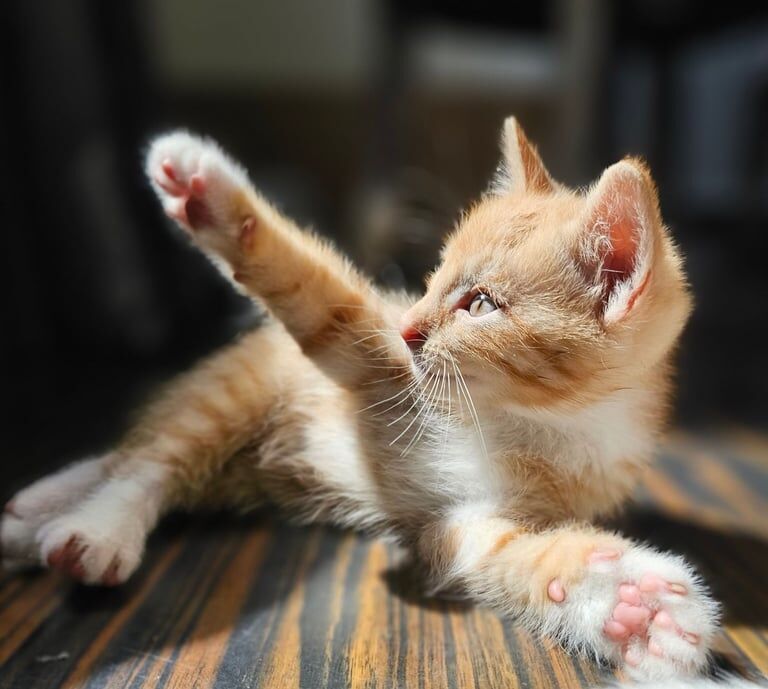 3 WHITE RUSSIAN KITTENS AND 1 GINGER LOOKING FOR NEW HOME for sale in Eastville, Bristol