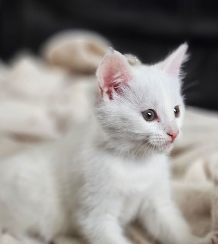 3 WHITE RUSSIAN KITTENS AND 1 GINGER LOOKING FOR NEW HOME for sale in Eastville, Bristol | Image 2
