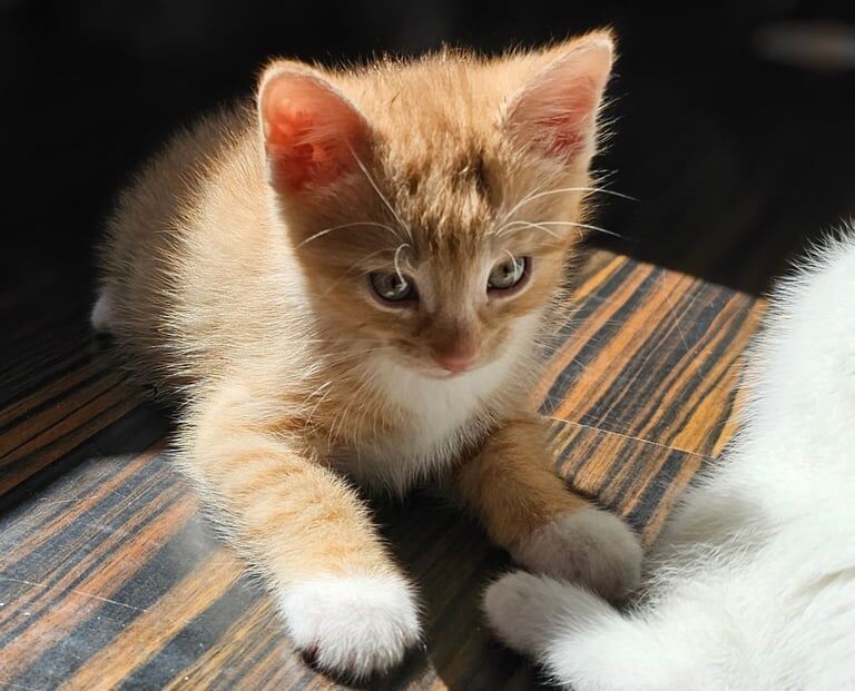 3 WHITE RUSSIAN KITTENS AND 1 GINGER LOOKING FOR NEW HOME for sale in Eastville, Bristol | Image 3
