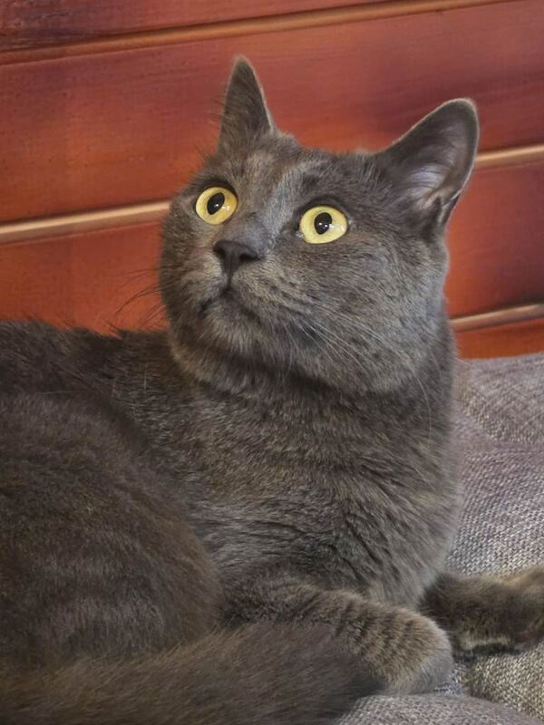 3 year old nutered Russian Blue male. - Image 2 of 5