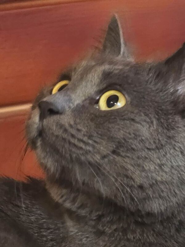 3 year old nutered Russian Blue male. - Image 3 of 5