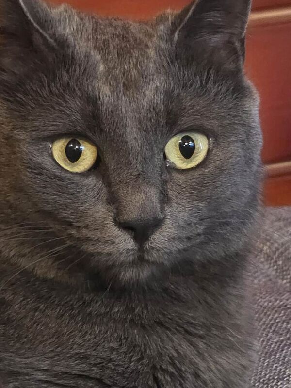3 year old nutered Russian Blue male. - Image 4 of 5