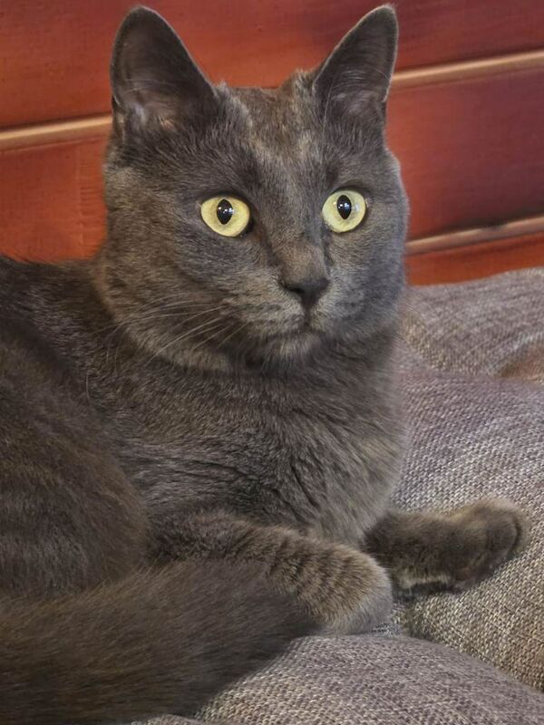 3 year old nutered Russian Blue male. - Image 5 of 5