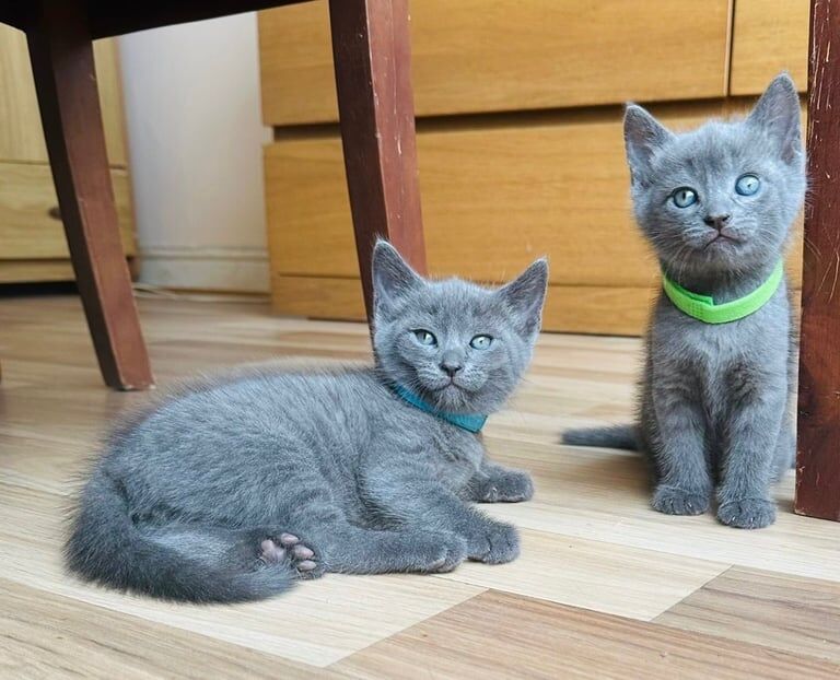 Russian Blue kittens for sale in Rumney / Rhymni, South Glamorgan – 7 weeks old