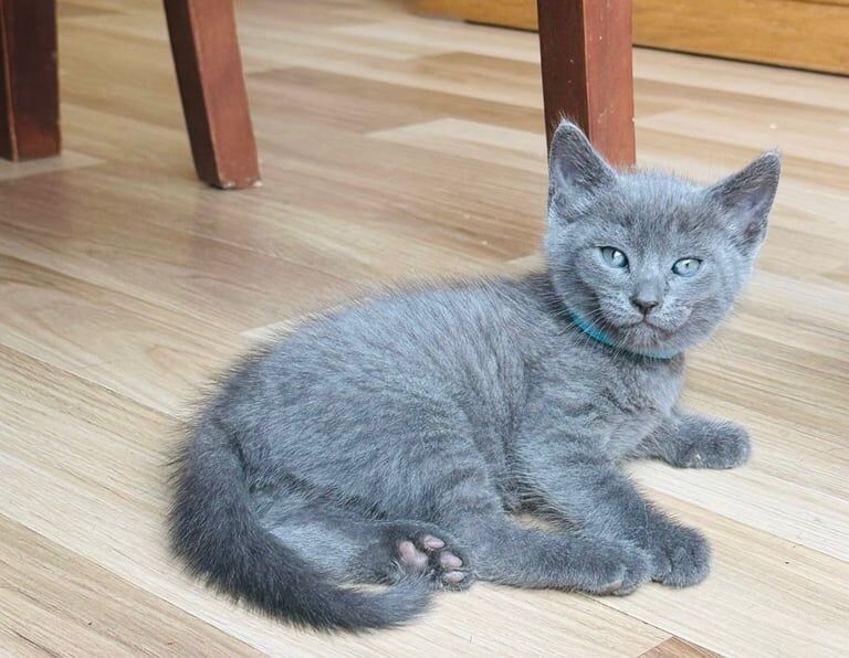 Russian Blue kittens for sale in Rumney / Rhymni, South Glamorgan – 7 weeks old - Image 2 of 3
