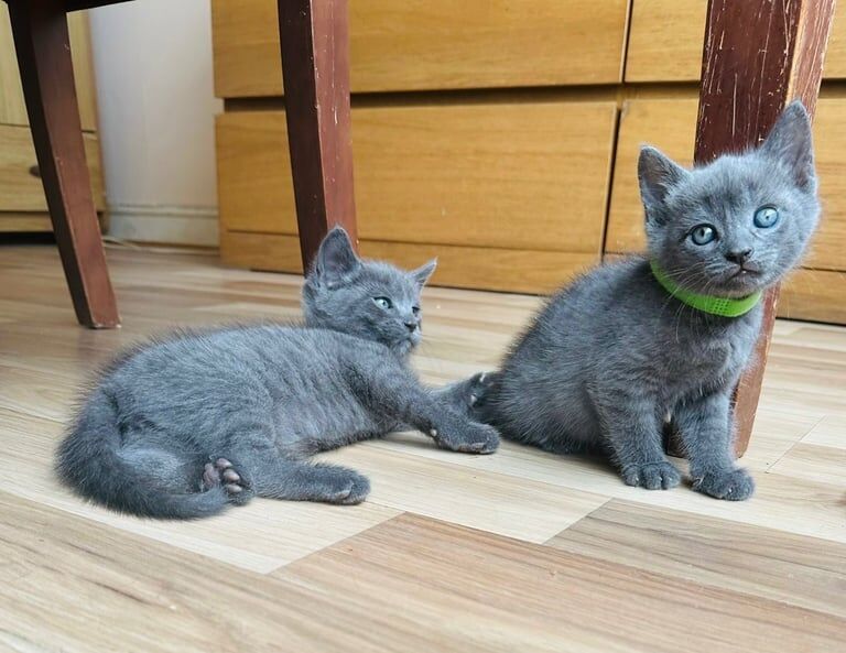 Russian Blue kittens for sale in Rumney / Rhymni, South Glamorgan – 7 weeks old - Image 3 of 3
