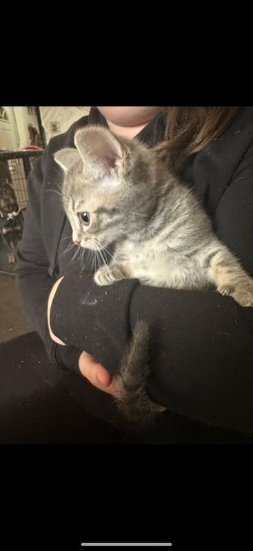 Russian Blue kittens for sale in Croydon, Greater London – 9 weeks old