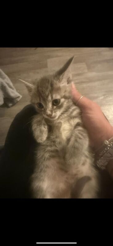 Russian Blue kittens for sale in Croydon, Greater London – 9 weeks old - Image 2 of 3