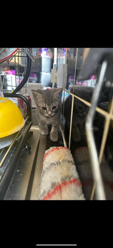 Russian Blue kittens for sale in Croydon, Greater London – 9 weeks old - Image 3 of 3
