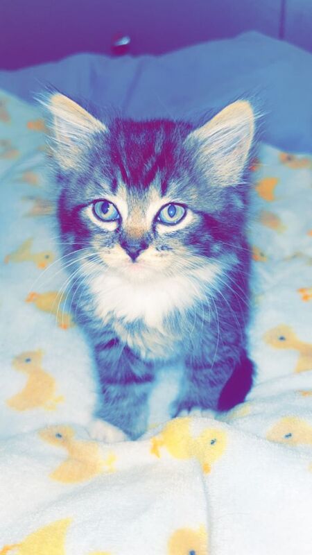 Russian Blue kittens for sale in Newcastle upon Tyne, Tyne and Wear – 3 months old