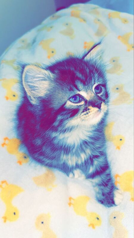 Russian Blue kittens for sale in Newcastle upon Tyne, Tyne and Wear – 3 months old - Image 2 of 5