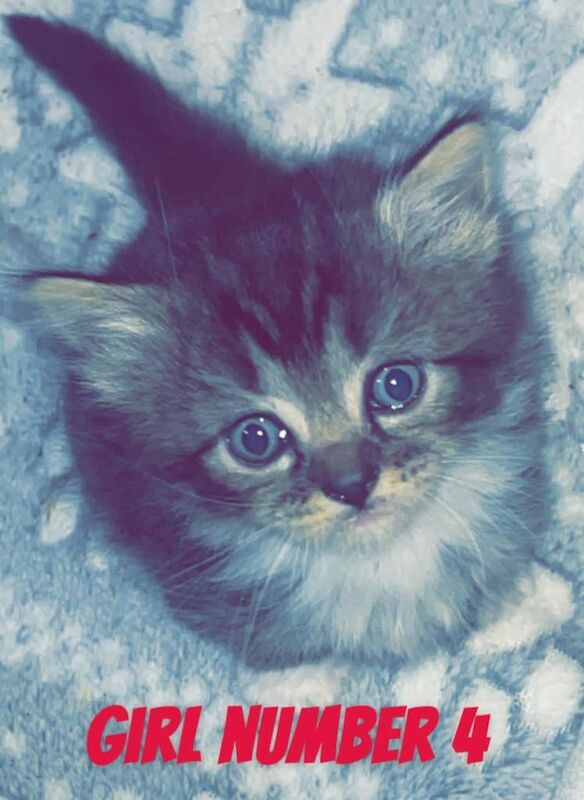Russian Blue kittens for sale in Newcastle upon Tyne, Tyne and Wear – 3 months old - Image 4 of 5