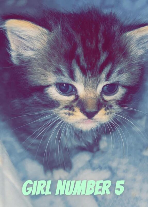 Russian Blue kittens for sale in Newcastle upon Tyne, Tyne and Wear – 3 months old - Image 5 of 5