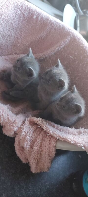 4 Russian Blue Kittens ( 3 left ) for sale in Newtownards, County Down
