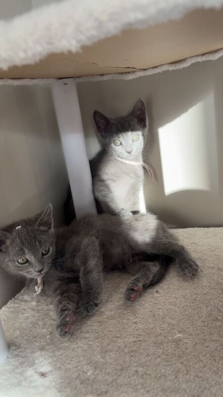 4 Russian blue x British shorthair - Image 2 of 4