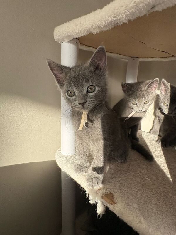 4 Russian blue x British shorthair - Image 3 of 4