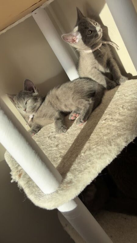 4 Russian blue x British shorthair - Image 4 of 4
