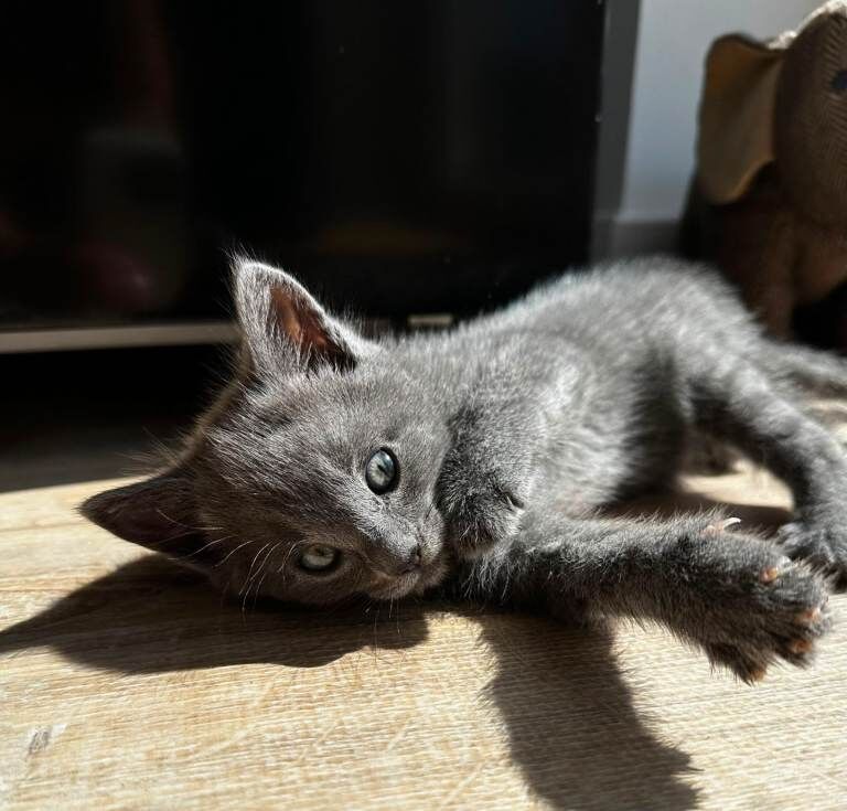 5 kittens - Image 2 of 4