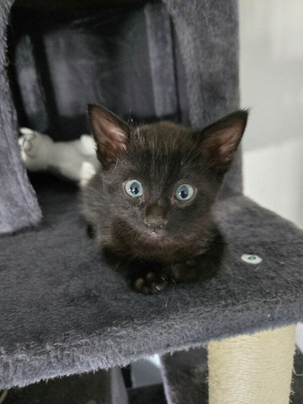 5 kittens - Image 3 of 4