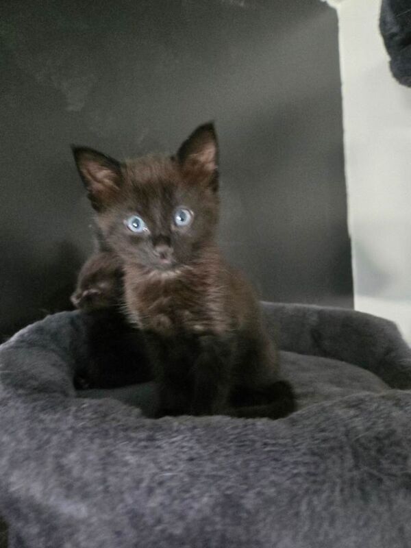 5 kittens - Image 4 of 4