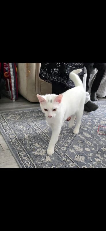 5months old kittens for sale in Luton, Bedfordshire