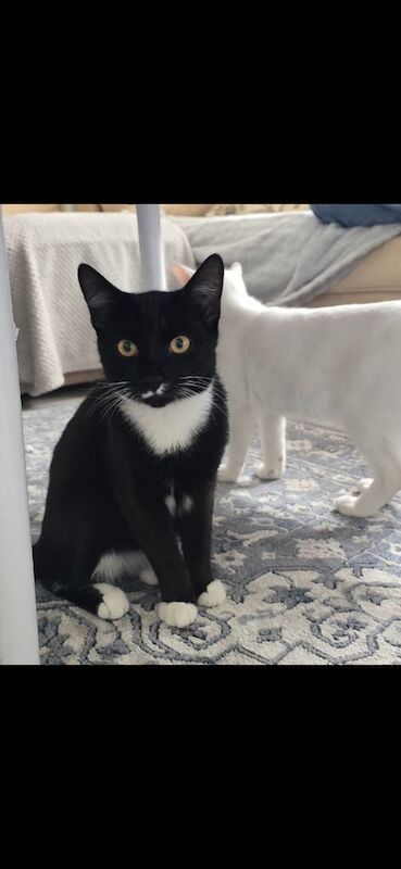 5months old kittens for sale in Luton, Bedfordshire | Image 2