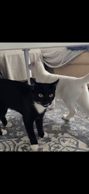 5months old kittens for sale in Luton, Bedfordshire | Image 3