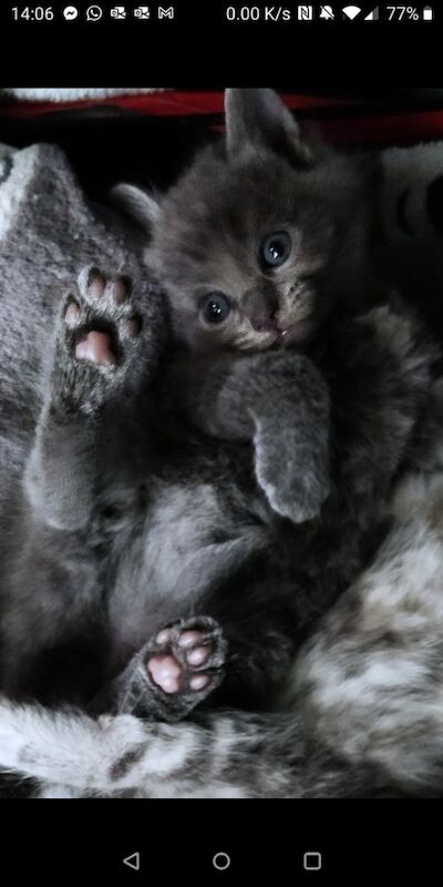 Absolutely beautiful russian blue kittens 8 weeks