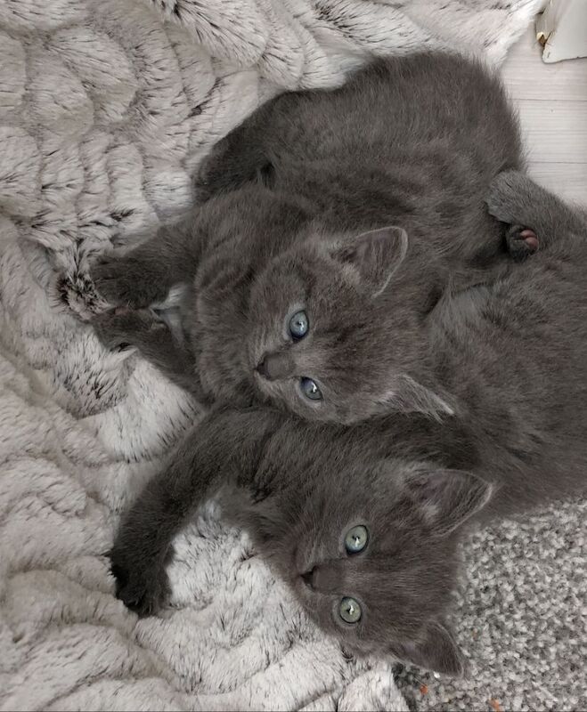 Russian Blue kittens for sale in Bournemouth, Dorset – 8 weeks old