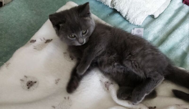 Russian Blue kittens for sale in Bournemouth, Dorset – 8 weeks old - Image 2 of 5
