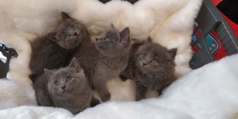 Russian Blue kittens for sale in Bournemouth, Dorset – 8 weeks old - Image 3 of 5