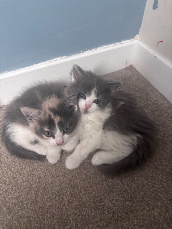 Adorable Diluted Calico Kittens – £350 Each