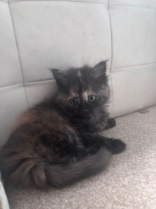 Adorable Diluted Calico Kittens – £350 Each - Image 2 of 6