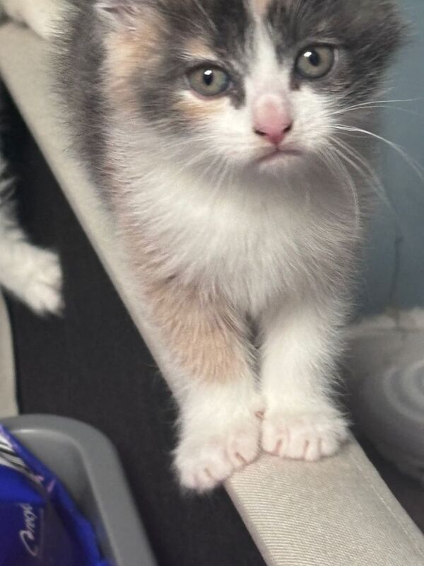 Adorable Diluted Calico Kittens – £350 Each - Image 4 of 6